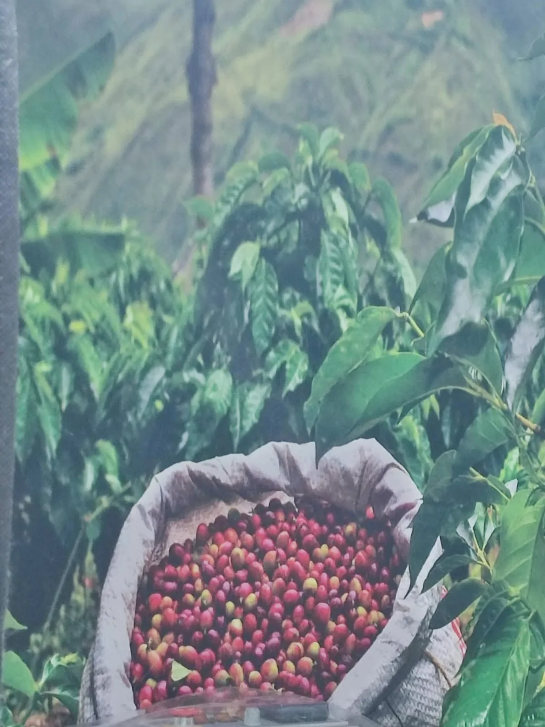 Cerezas de café recolectadas en un cafetal de Café Sublime en Puente Nacional, Santander